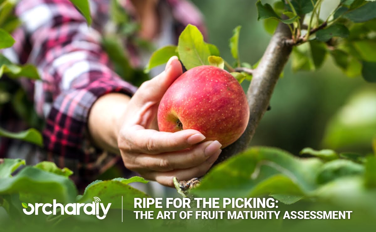 Ripe for the Picking: The Art of Fruit Maturity Assessment