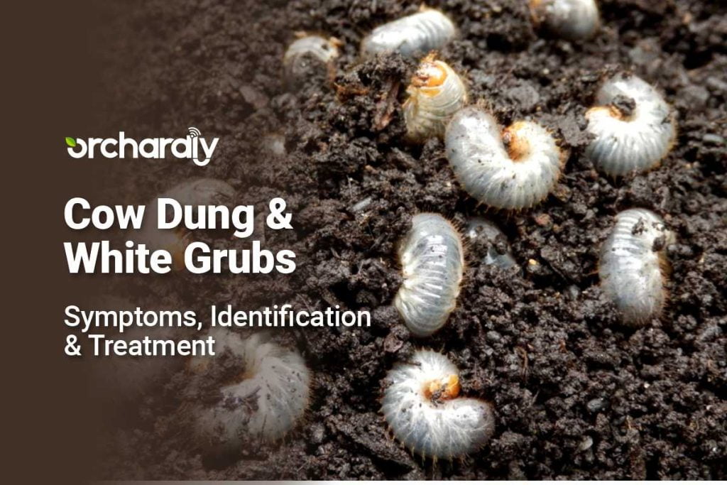 Cow Dung & White Grubs – Symptoms, Identification & Treatment